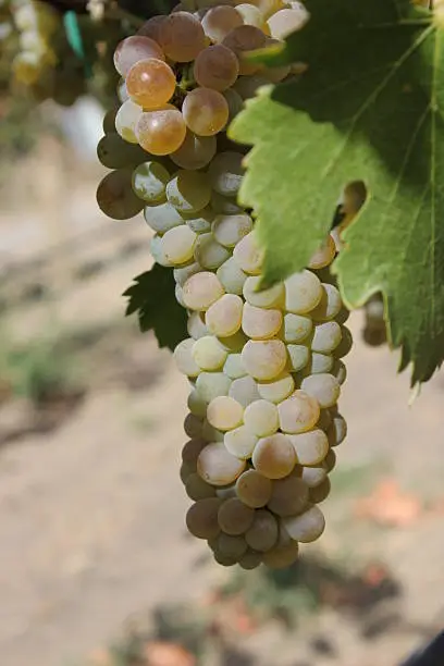 This image shows a cluster of white wine grapes (in this case, it could pass for chenin blanc, semillion, sauvignon blanc, etc.) on the vine on a bright, hot summer day. This is part 2 of 3-part series, where you can find cluster size slightly different and the composition slightly nuanced.