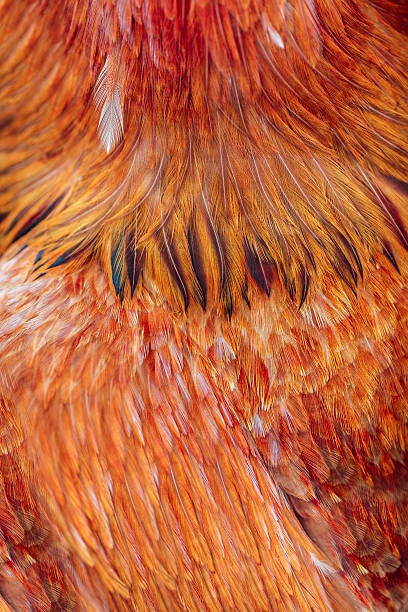 istock Bright brown feather group of some bird 479288452