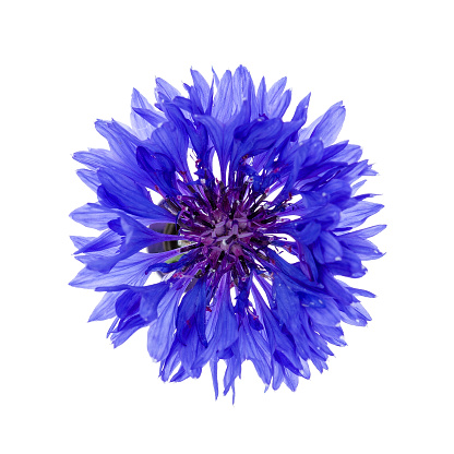 One blue cornflower flower isolated on white background, studio shot from above.