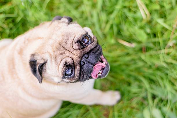 istock Female Pug At the Park 479288662
