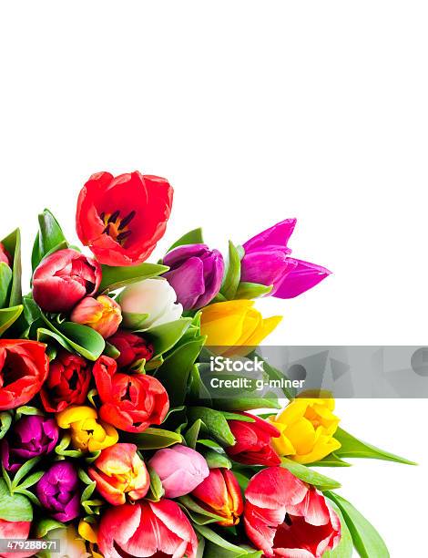 Tulips Stock Photo - Download Image Now - Bouquet, Bunch of Flowers, Close-up