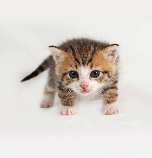 istock Little tabby kitten standing on gray 479289240