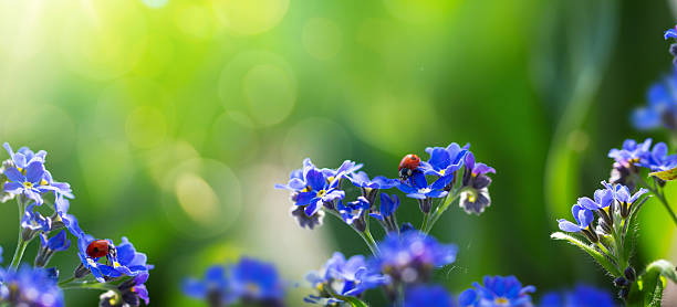 istock art spring or summer background with forget-me-not flower 479290474