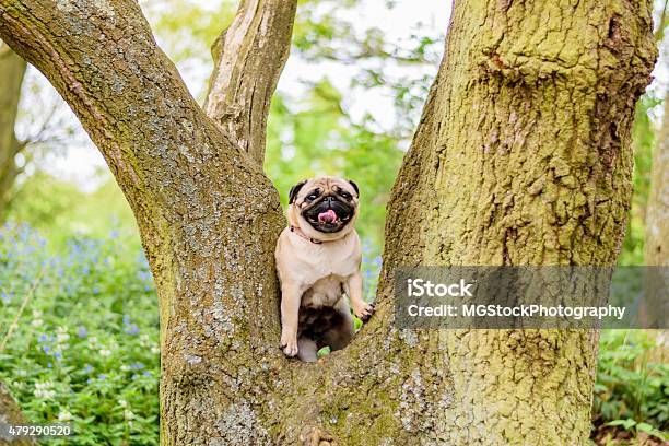 Female Pug At The Park Stock Photo - Download Image Now - 2015, Animal, Animal Body Part