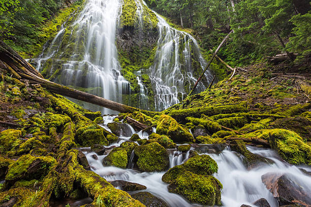 istock Proxy Falls trail in Oregon national forest 479290642