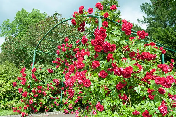 arc of rose bush flower in garden