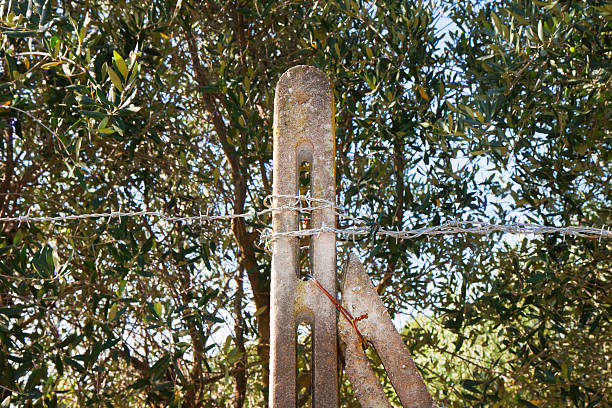 istock Barbed wire in a countryside against olive trees 479291326