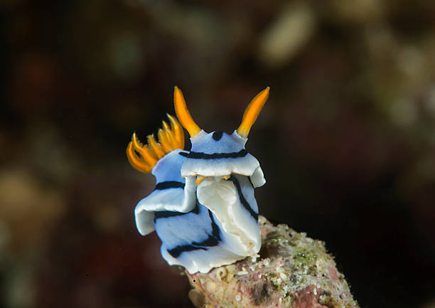 chromodoris lochi, nudibranche - nudibranch photos et images de collection