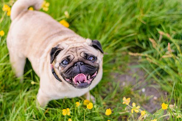 istock Female Pug At the Park 479291706