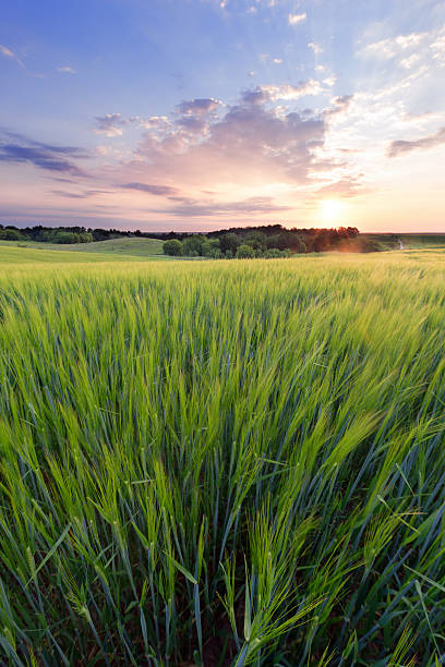 istock Sunrise in the field 479292462
