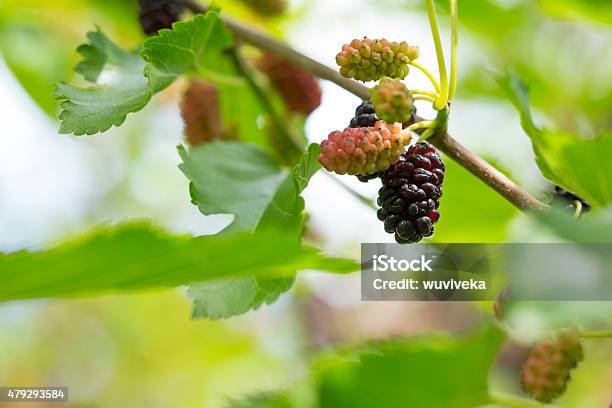 Fresh Ripe Mulberry Stock Photo - Download Image Now - 2015, Agriculture, Berry Fruit