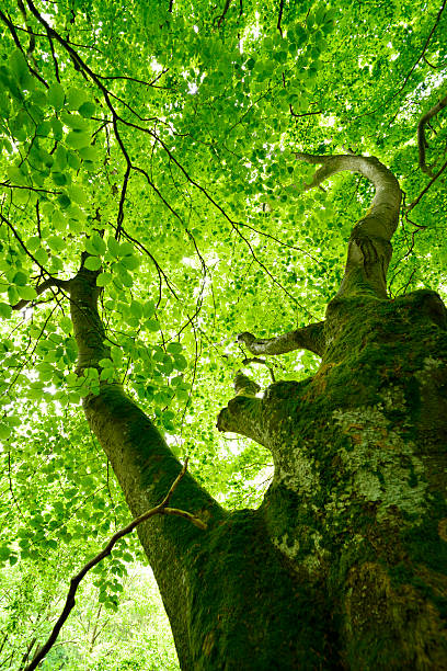istock Look into Green Leafs of Gnarled Old Beech Tree Canopy 479294096
