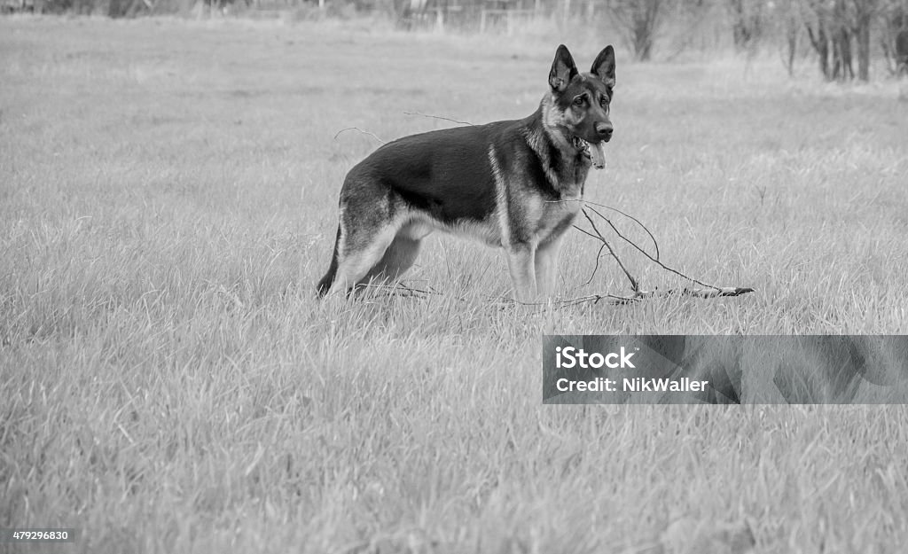 Cão Pastor Alemão, preto e branco retrato - Foto de stock de 2015 royalty-free