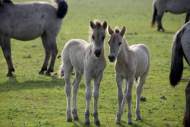 Two very Young Horses Two very young Konik Horses in the Oostvaardersplassen. konik stock pictures, royalty-free photos & images