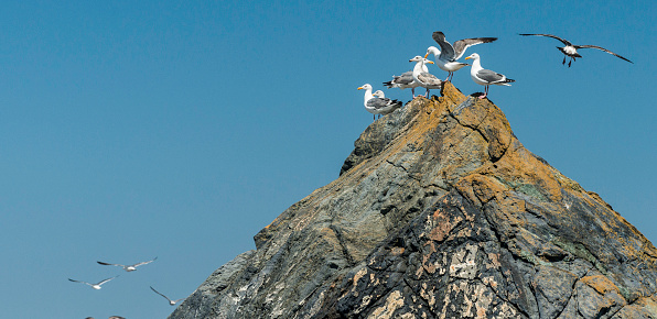 Sea gulls on a rock and flying against a blue sky background
