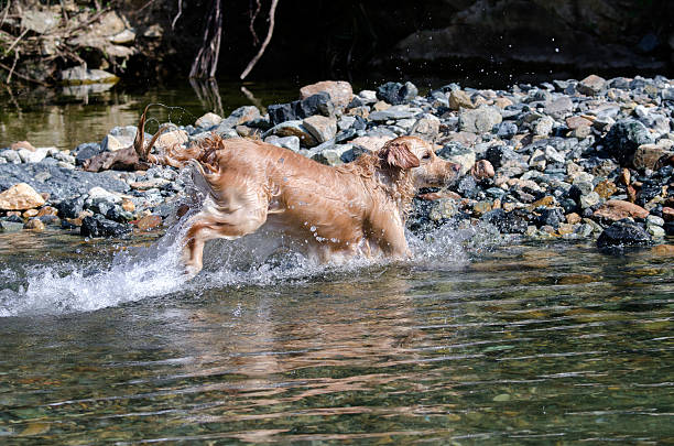 istock golden retriever running 479297744