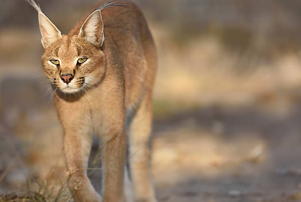 istock caracal portrait 479297800