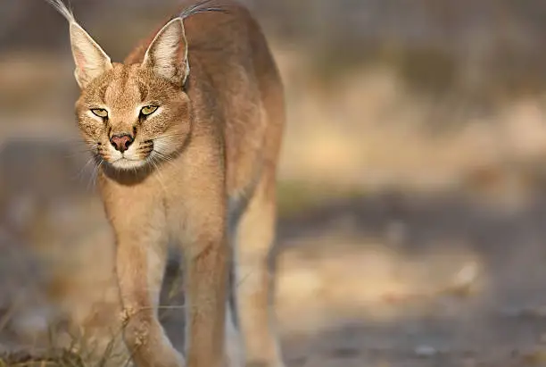 close-up of a caracal in the desert in namibia