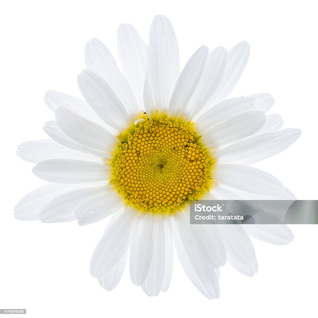 White daisy flower White daisy flower isolated on white background, top view. 2015 Stock Photo