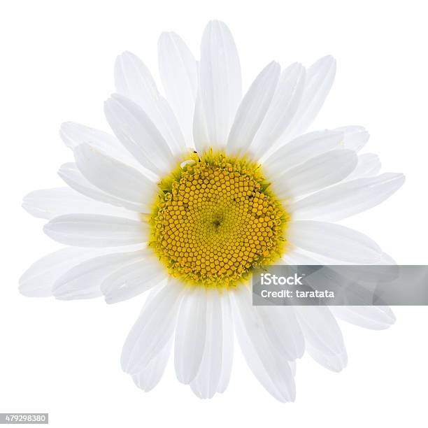 White Daisy Flower Stock Photo - Download Image Now - 2015, Beauty In Nature, Blossom