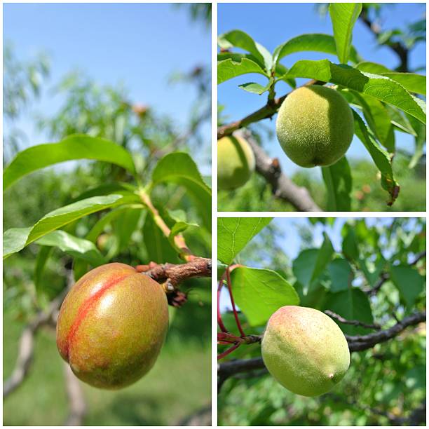 istock Unripe green nectarines, peaches and apricots fruit collage 479299314