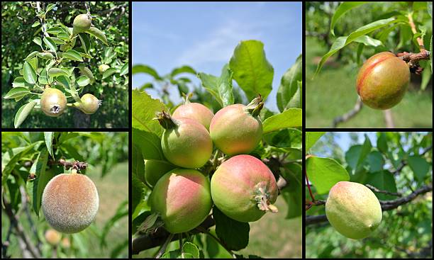 istock Unripe green apples, pears, nectarines, peaches and apricots fruit collage 479299318