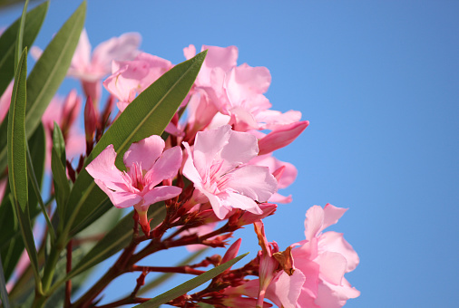 Oleander nerium bush pink flowers blossom against sky.