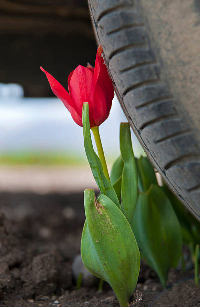 tulips and car tires