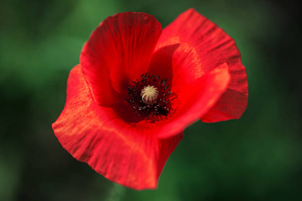 Field poppy flower close up