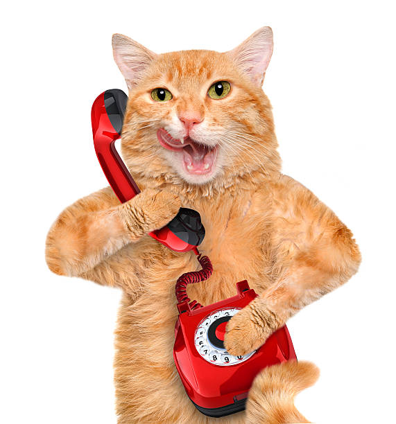 istock Cat talking on the phone. 479300348