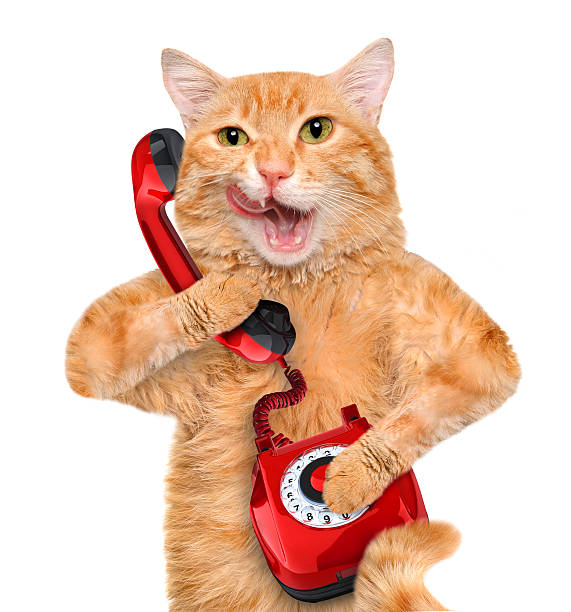 Cat talking on the phone. stock photo