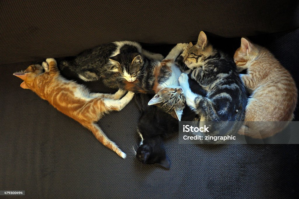 Sleeping kittens Six kittens sleeping on the couch. 2015 Stock Photo