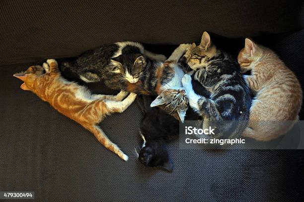 Sleeping Kittens Stock Photo - Download Image Now - 2015, Animal, Beauty