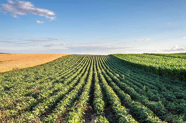 A Evolução da Soja e do Milho no Brasil, de 1990 até os Dias Atuais, é Marcada por Índices de Crescimento Acima dos 500%. Imagem: Istockphoto.com A Evolução da Soja e do Milho no Brasil, de 1990 até os Dias Atuais, é Marcada por Índices de Crescimento Acima dos 500%. Imagem: Istockphoto.com