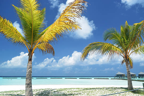Coconut trees at Maldvies beach resort stock photo
