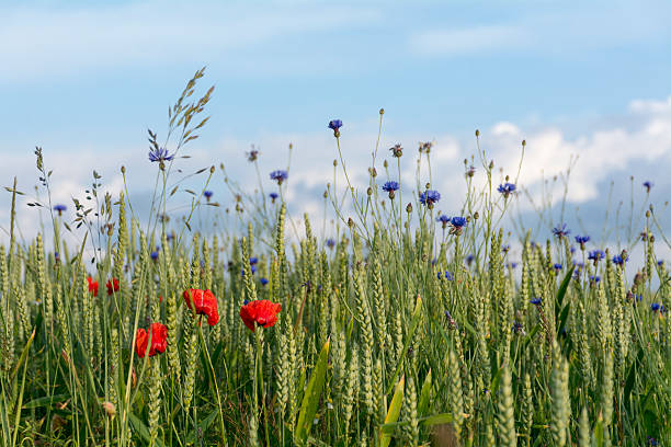 istock cornflowers and poppies in a wheat field, blue sky 479303204