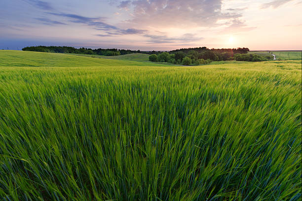 istock Sunrise in the field 479303496