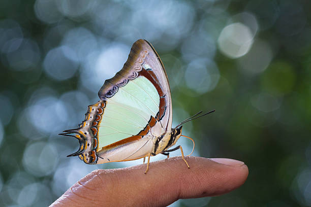 indiano nawab borboleta amarelo - photograhy imagens e fotografias de stock