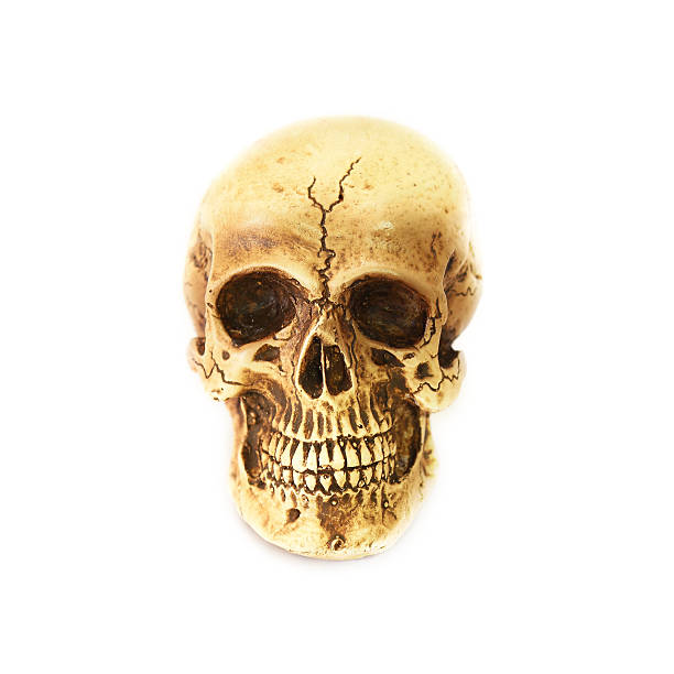 Cráneo humano (cráneo) sobre fondo blanco - foto de stock