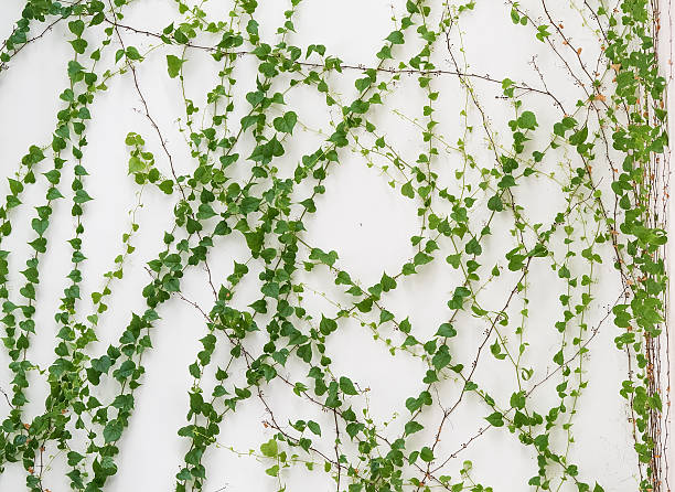 istock ivy leaves isolated on a white background 479304408