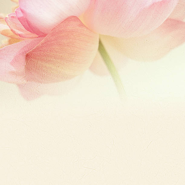 doce cor lotus no estilo de borrão na textura de papel de amoreira - water lily pink yellow imagens e fotografias de stock