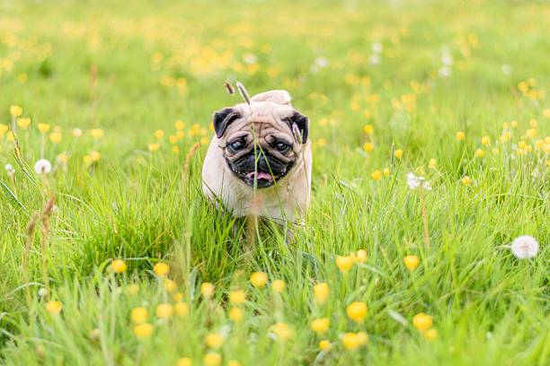 istock Female Pug At the Park 479304664