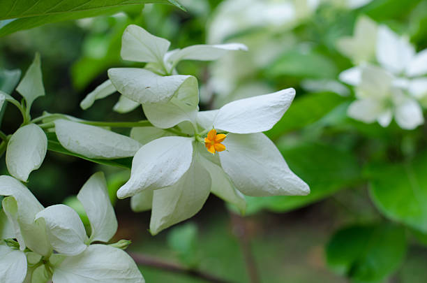 istock Mussaenda Philippica Virgin Tree in Garden ,Thailand 479305480