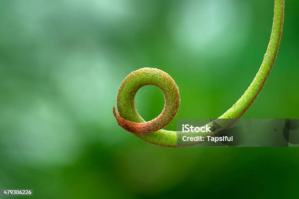 Wound Up Trendil Stock Photo - Download Image Now - 2015, Backgrounds, Biology