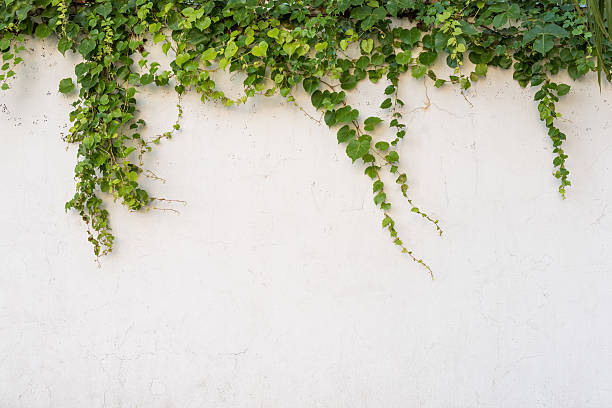 istock ivy leaves isolated on a white background 479306256