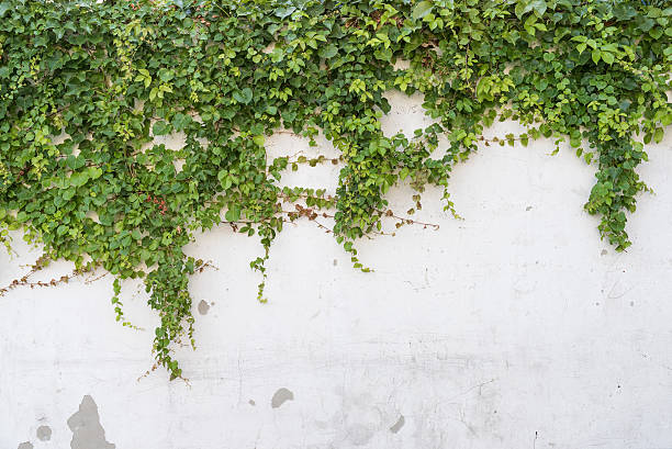 istock ivy leaves isolated on a white background 479306260