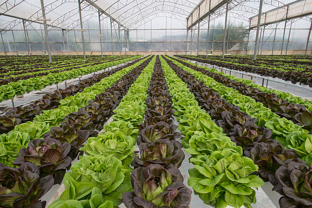 istock Lettuce crops in greenhouse 479306332