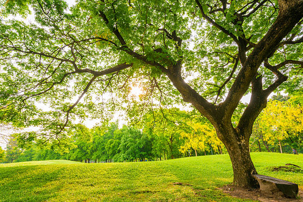 istock Beautiful green park and meadow 479306856