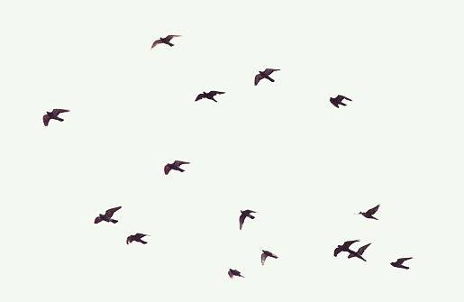 Silhouette of flying pigeons