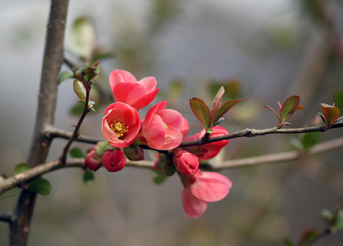 branch with light red flowers in spring in the woods